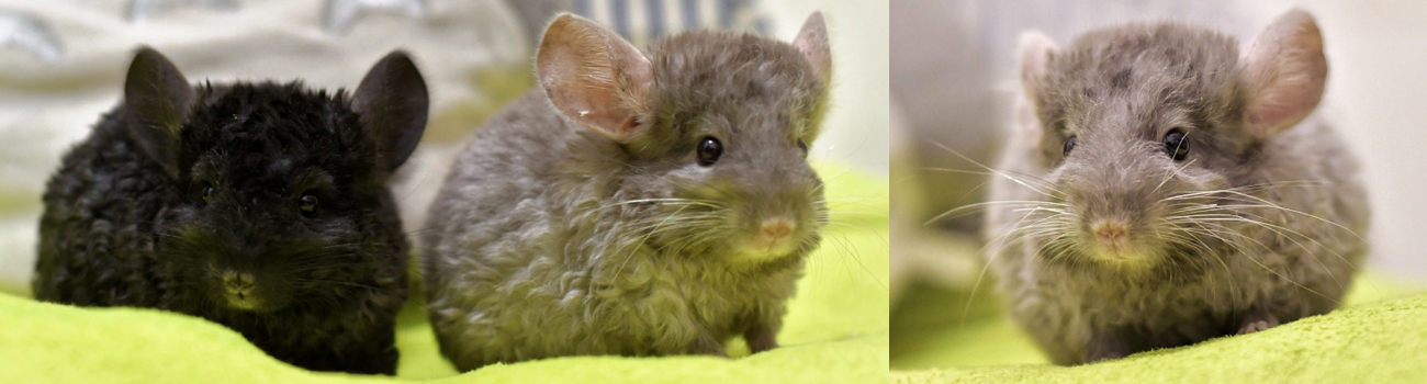 locken curly chinchillas dr Jackie tk cheung